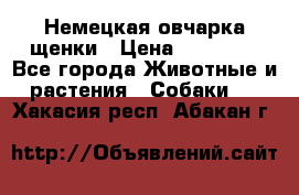 Немецкая овчарка щенки › Цена ­ 20 000 - Все города Животные и растения » Собаки   . Хакасия респ.,Абакан г.